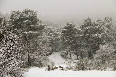 La Forêt Blanche, Provence, Janvier 2021