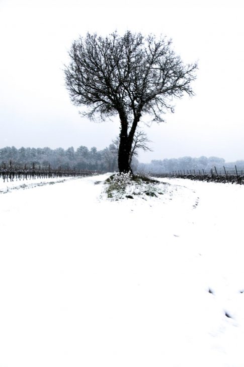 Un arbre en Hiver, Coteaux d'Aix en Provence,Janvier 2021