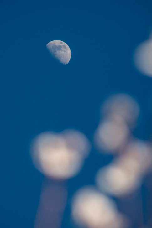 Demi Lune sur Amandier, Février 2022