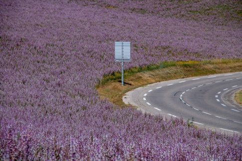 The Pink Road : champs de sauge sclarée, Plateau de Valensole, Juillet 2021