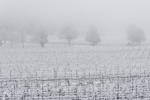Vignobles enneigés, Pays d'Aix, 27 Février 2023