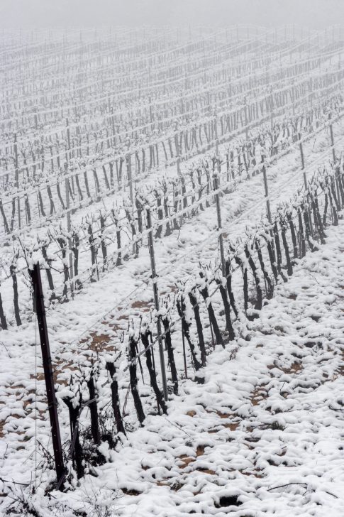 Vignobles sous la neige, Pays d'Aix, Février 2023,