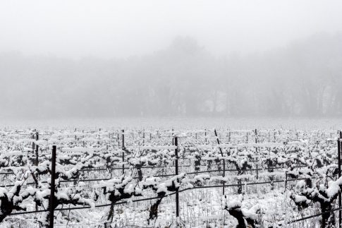 Vignobles sous la neige, Pays d'Aix, Février 2023,