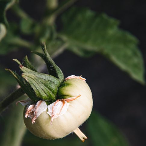 Tomates - Jardins de Paradis - Mai 2022