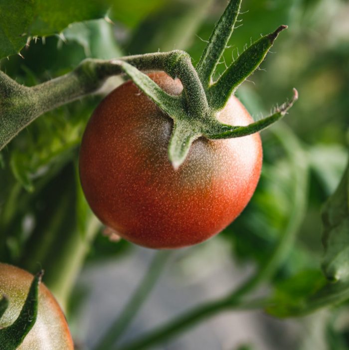 Tomates - Jardins de Paradis - Juin 2022