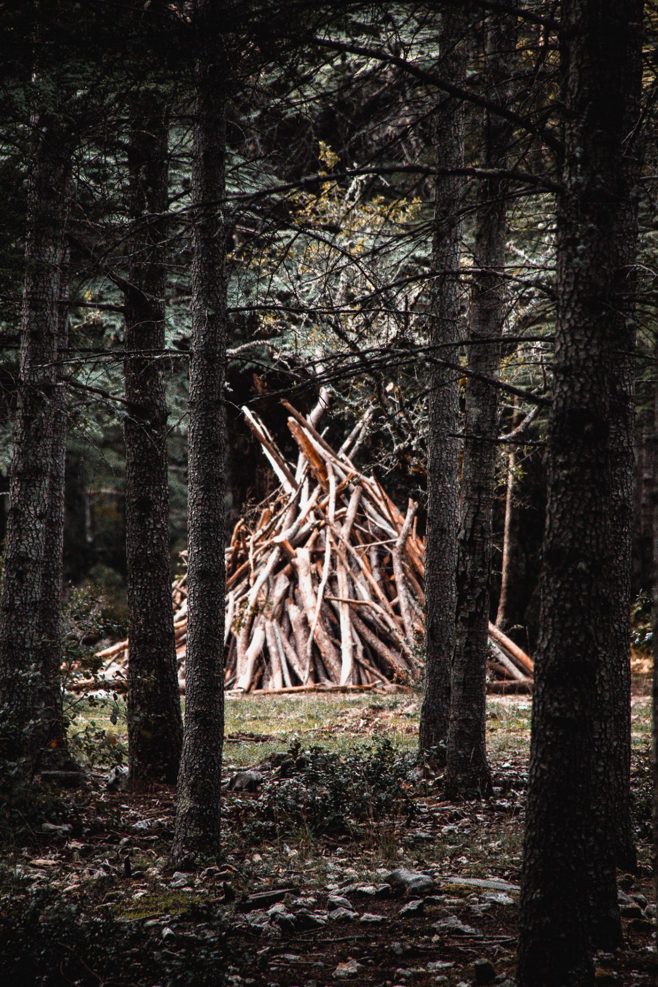 La cabane, Forêt de Cèdres du Luberon, Novembre 2022